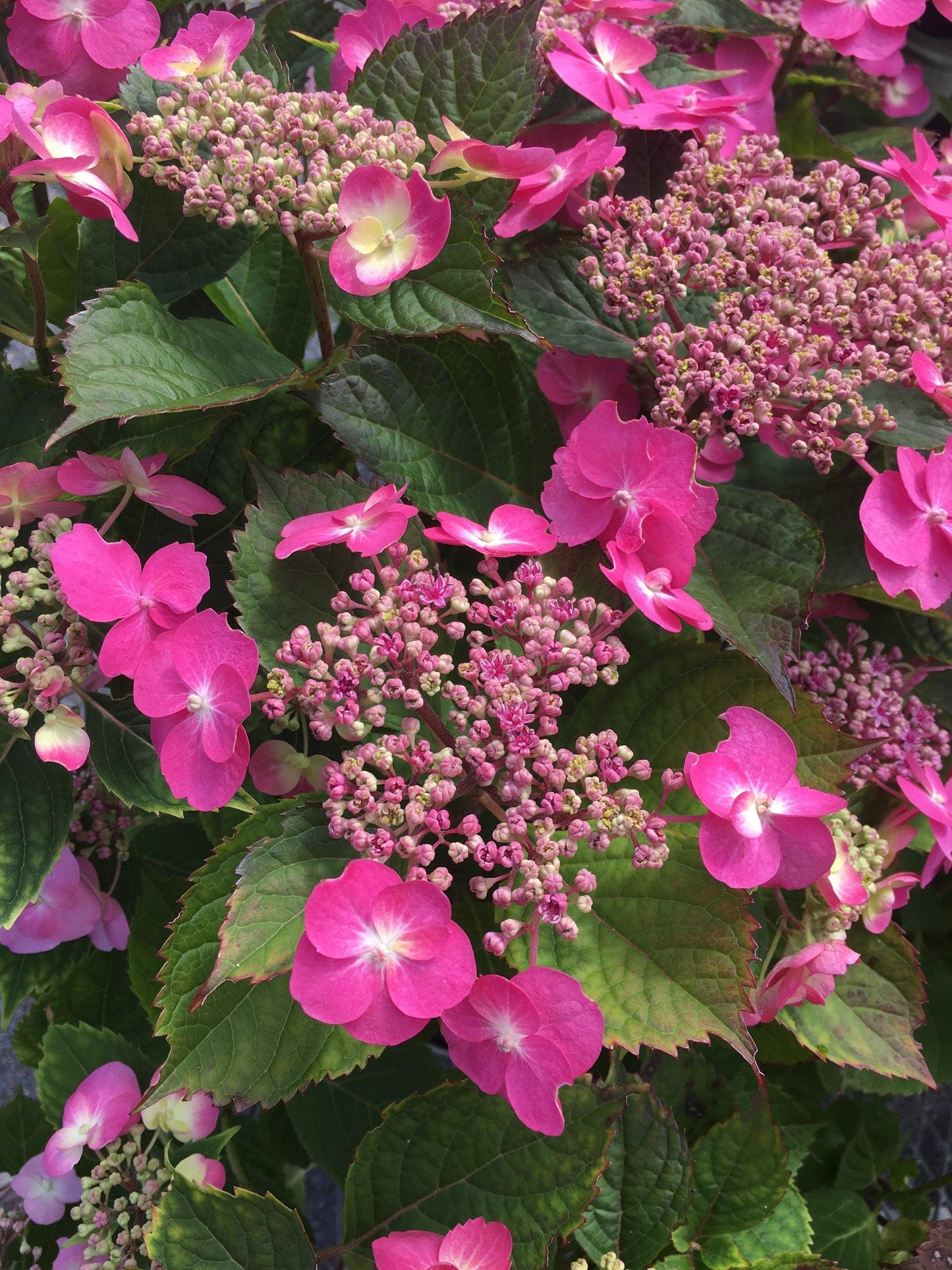 Hydrangea Serrata 'tuff Stuff' - View 8 from www redcrocus com