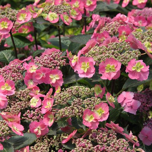 Hydrangea Serrata 'tuff Stuff' - View 9 from www redcrocus com