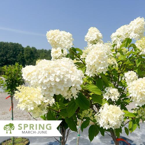 Hydrangea Paniculata Limelight Tree Form - View 14 from www redcrocus com