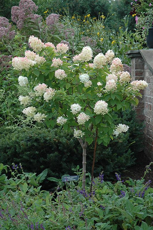 Hydrangea Paniculata Limelight Tree Form - View 1 from www redcrocus com