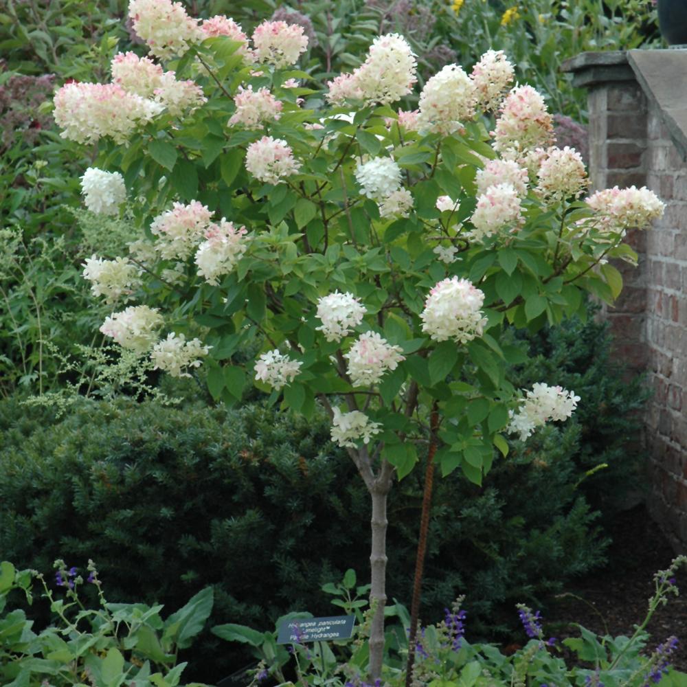Hydrangea Paniculata Limelight Tree Form - View 20 from www redcrocus com