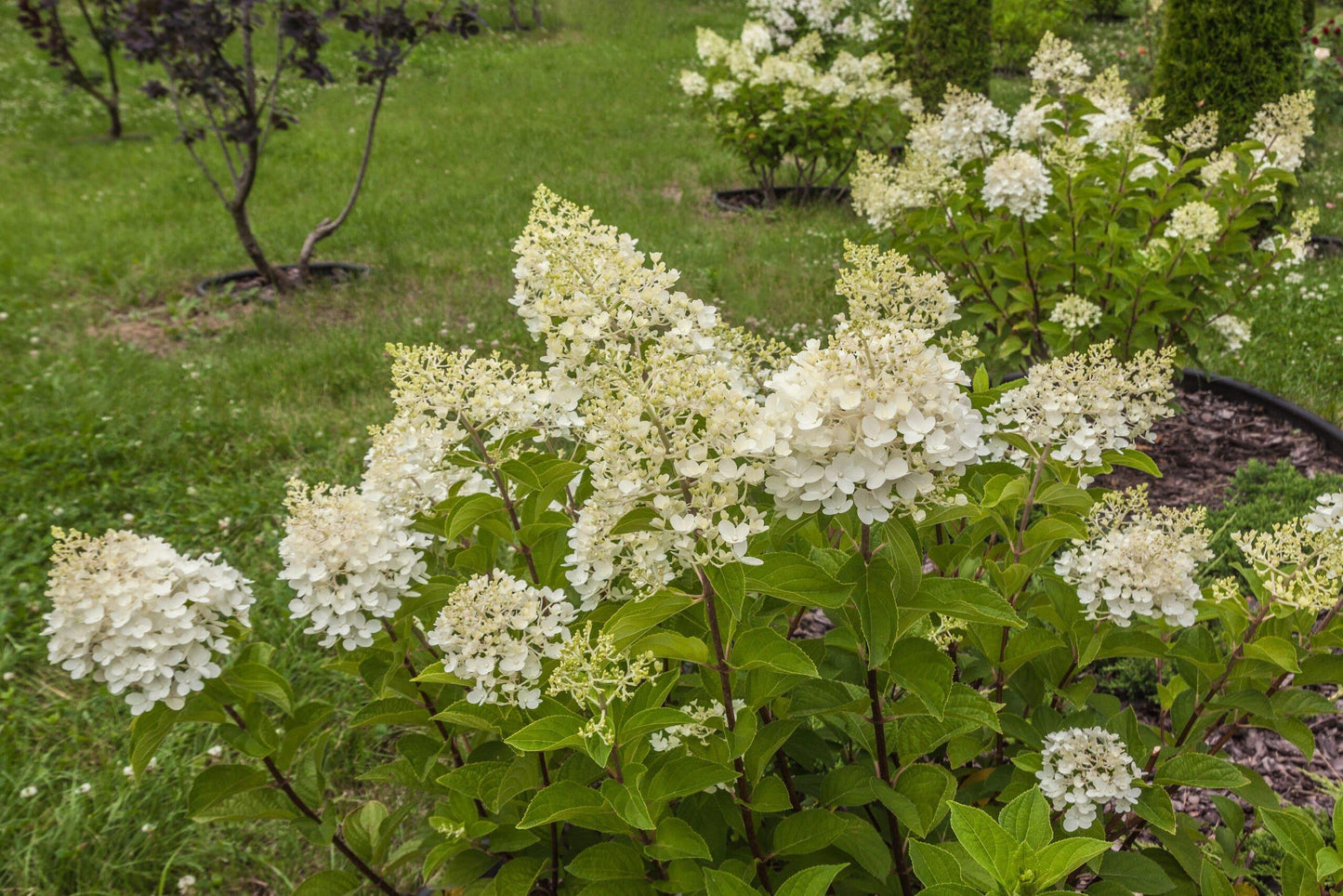 Hydrangea Paniculata 'tardiva' - View 14 from www redcrocus com
