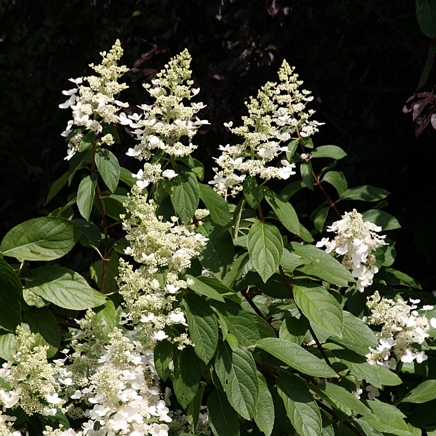 Hydrangea Paniculata 'tardiva' - View 17 from www redcrocus com