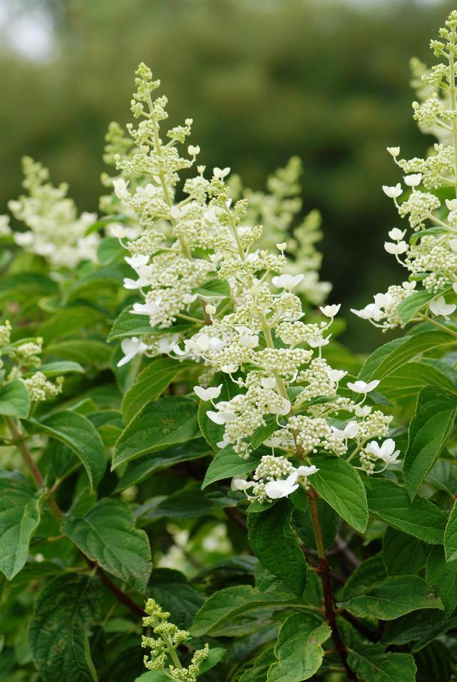 Hydrangea Paniculata 'tardiva' - View 19 from www redcrocus com