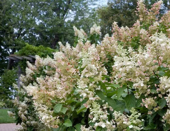Hydrangea Paniculata 'tardiva' - View 3 from www redcrocus com