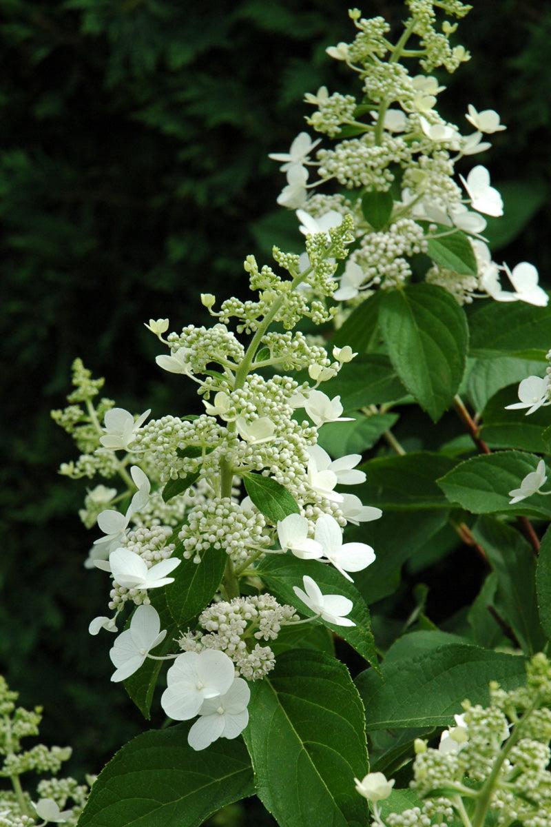 Hydrangea Paniculata 'tardiva' - View 6 from www redcrocus com