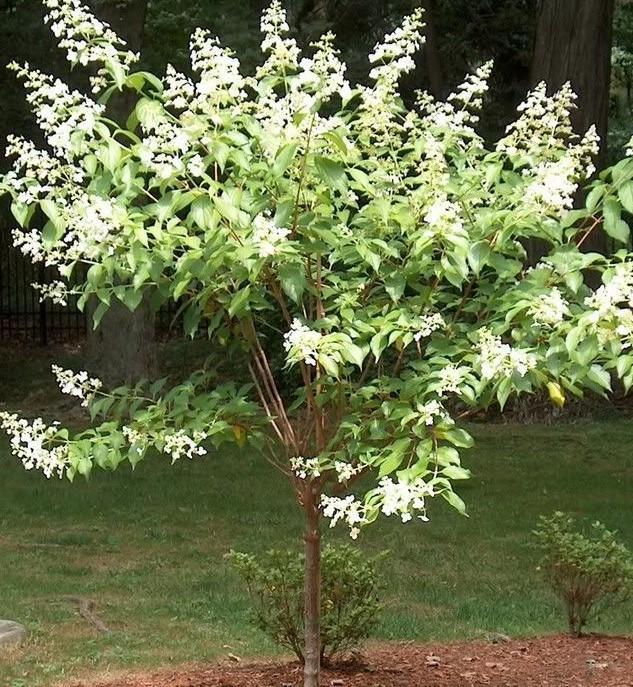 Hydrangea Paniculata 'tardiva' - View 9 from www redcrocus com