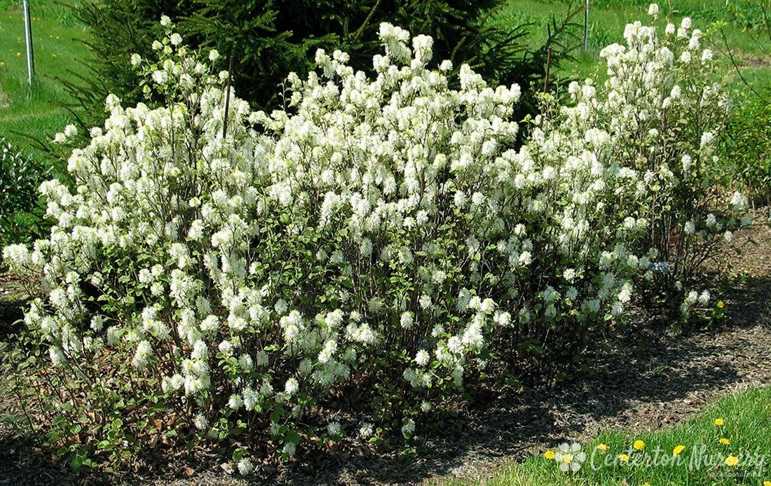 Fothergilla Gardenii - View 28 from www redcrocus com