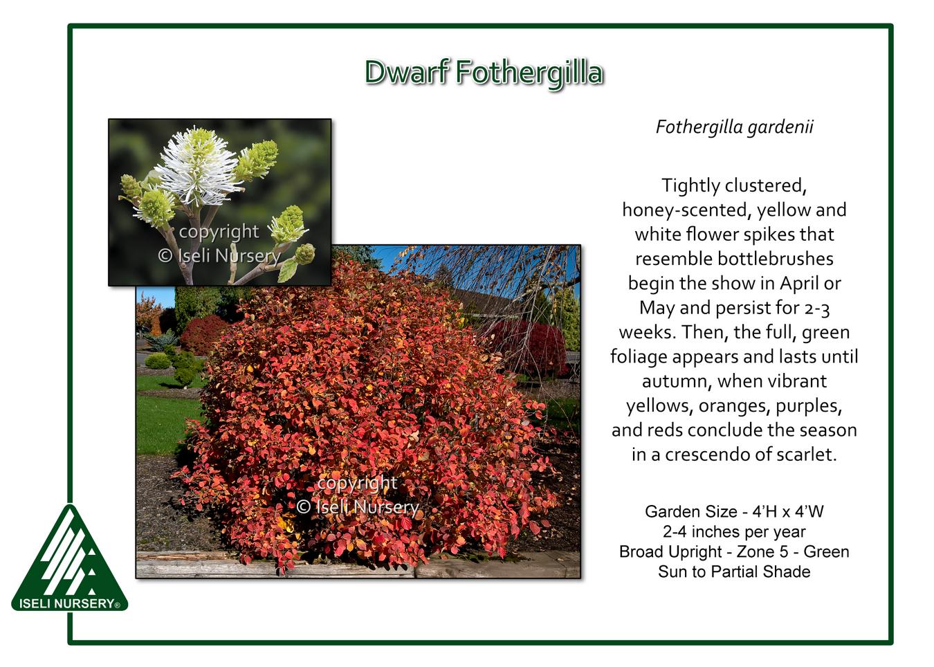 Fothergilla Gardenii - View 31 from www redcrocus com