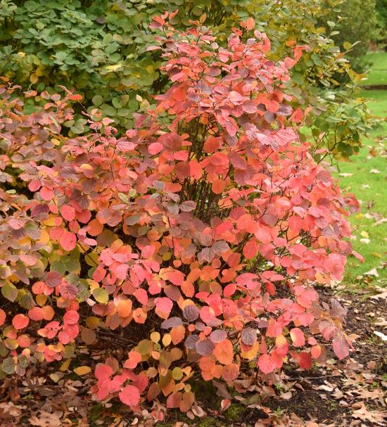 Fothergilla Gardenii - View 38 from www redcrocus com