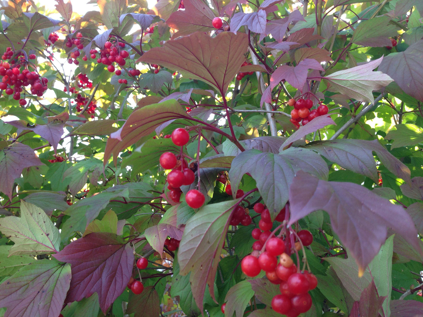 Viburnum Trilobum - View 13 from www redcrocus com