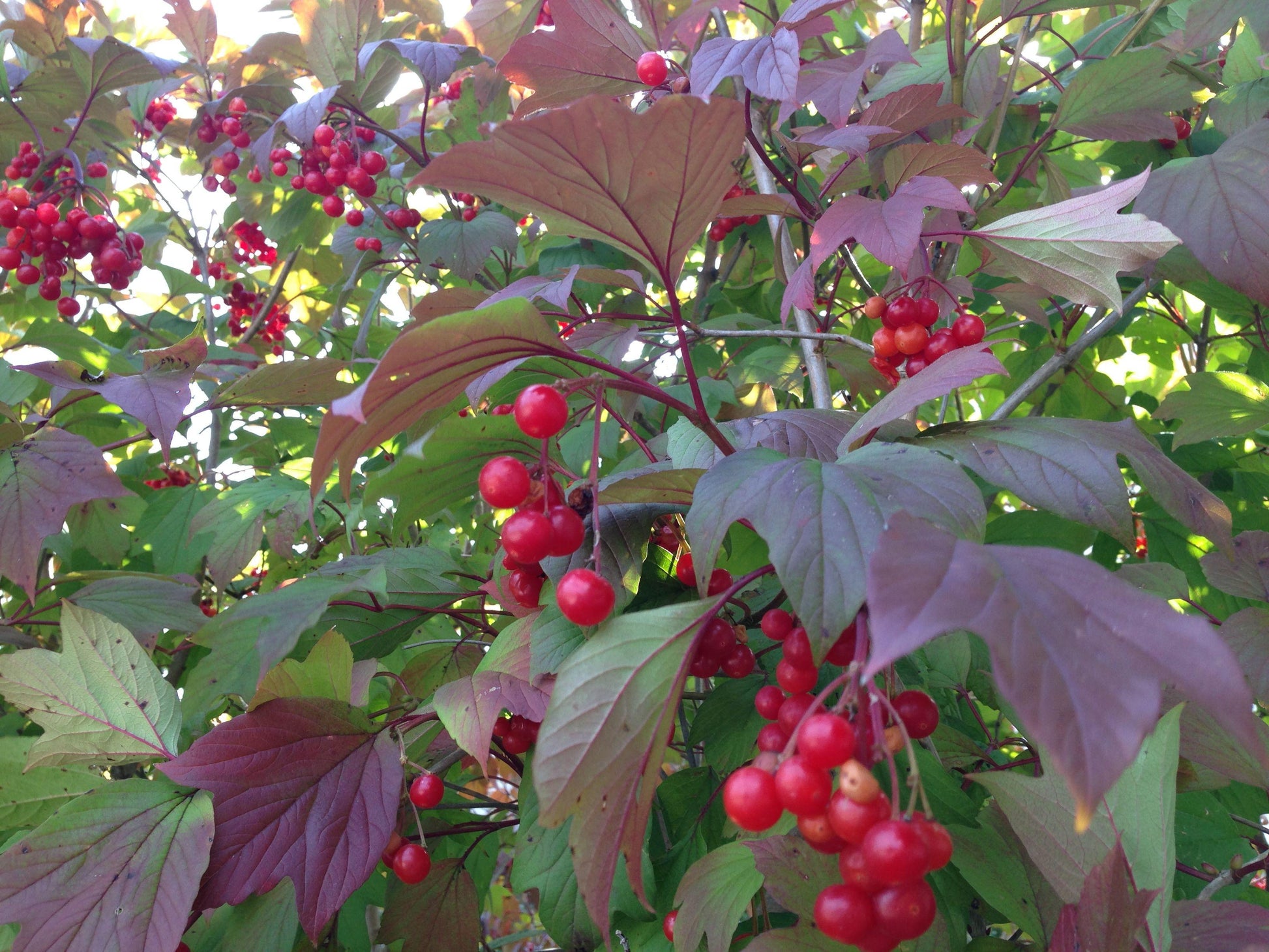 Viburnum Trilobum - View 13 from www redcrocus com