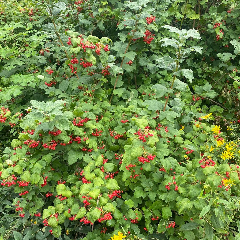 Viburnum Trilobum - View 15 from www redcrocus com