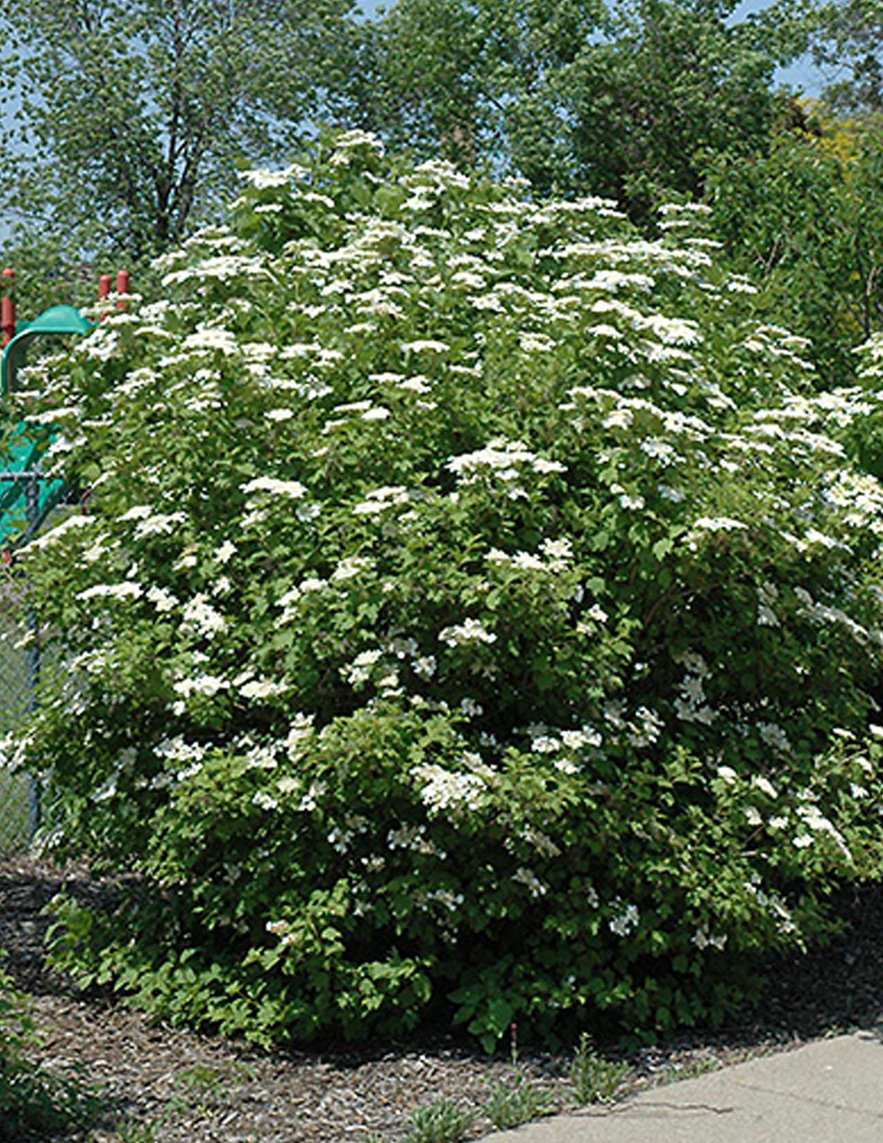 Viburnum Trilobum - View 6 from www redcrocus com