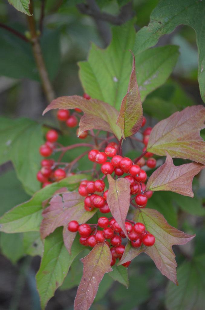 Viburnum Trilobum - View 7 from www redcrocus com