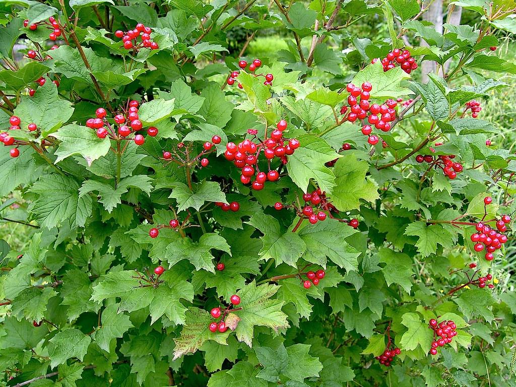 Viburnum Trilobum - View 8 from www redcrocus com