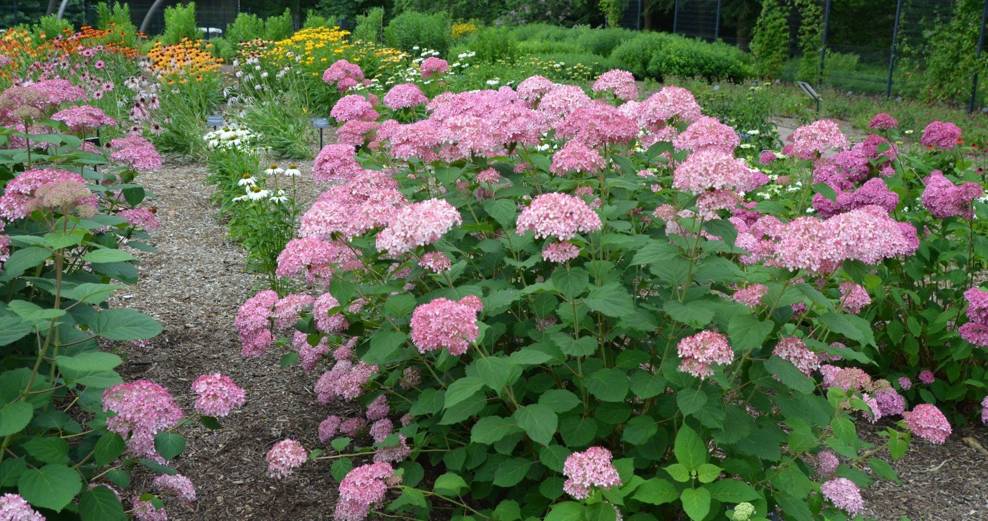 Hydrangea Arborescens 'invincibelle Spirit Ii' - View 17 from www redcrocus com
