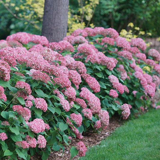 Hydrangea Arborescens 'invincibelle Spirit Ii' - View 1 from www redcrocus com