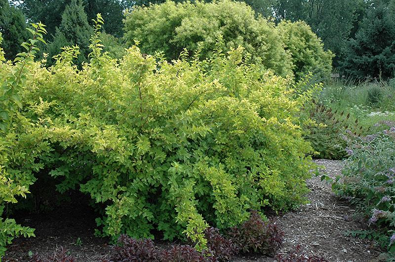 Physocarpus Opulifolius Lemon Candy - View 11 from www redcrocus com