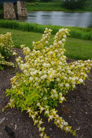 Physocarpus Opulifolius Lemon Candy - View 12 from www redcrocus com