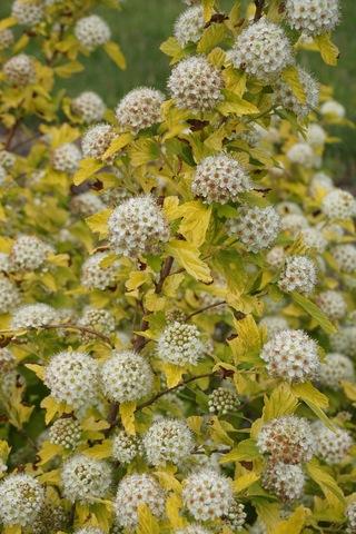 Physocarpus Opulifolius Lemon Candy - View 13 from www redcrocus com