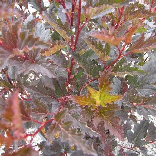 Physocarpus Opulifolius Lemon Candy - View 14 from www redcrocus com