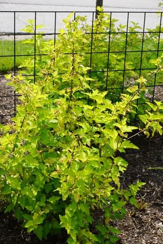Physocarpus Opulifolius Lemon Candy - View 15 from www redcrocus com