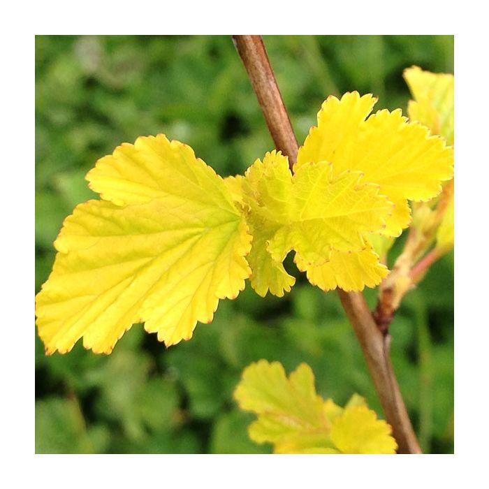 Physocarpus Opulifolius Lemon Candy - View 16 from www redcrocus com