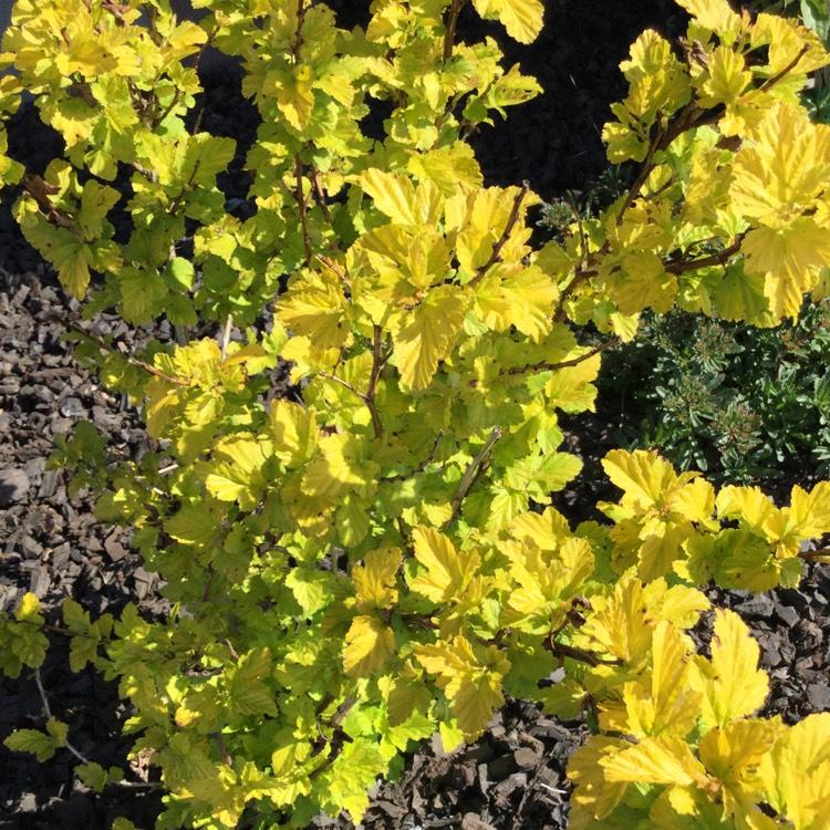 Physocarpus Opulifolius Lemon Candy - View 17 from www redcrocus com