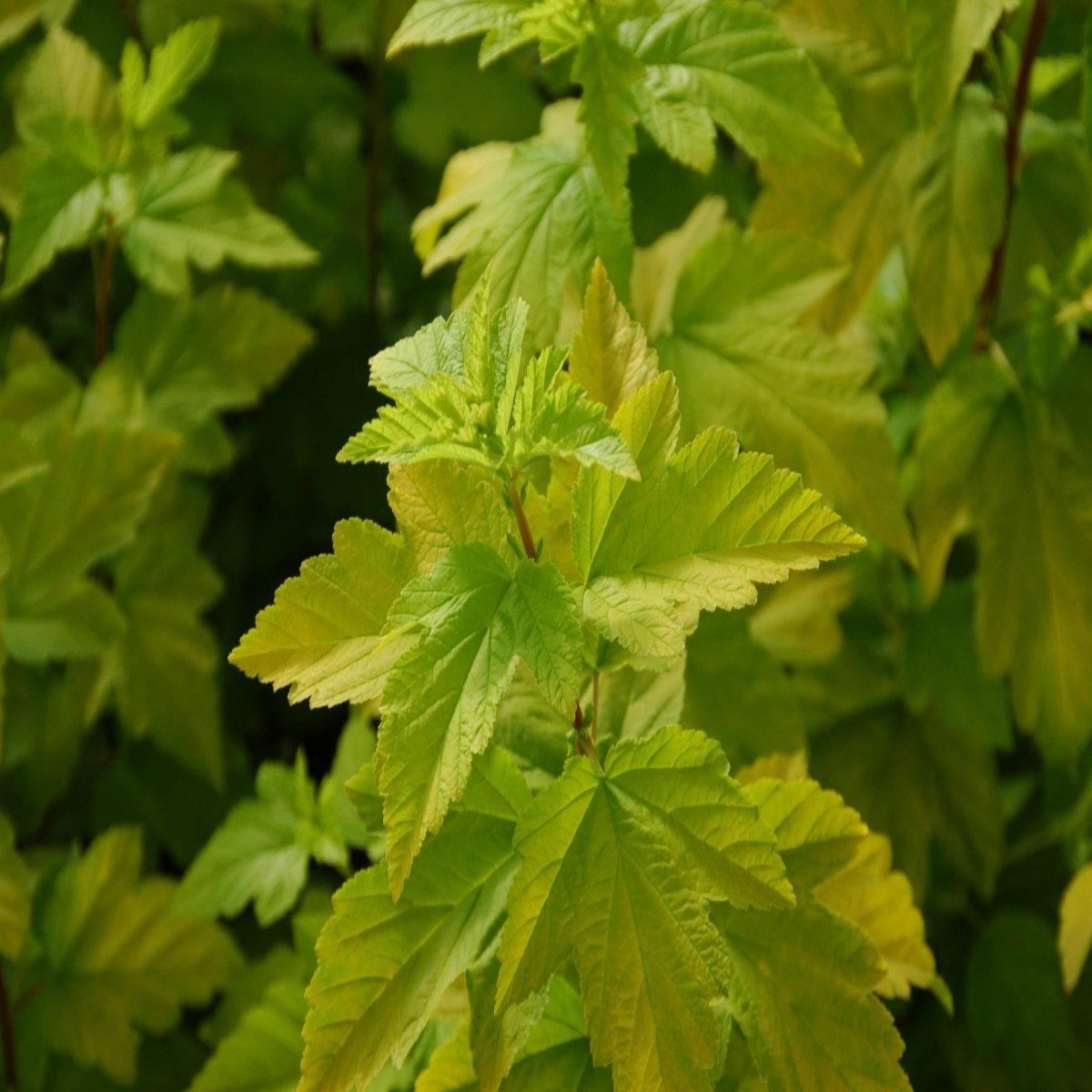 Physocarpus Opulifolius Lemon Candy - View 18 from www redcrocus com