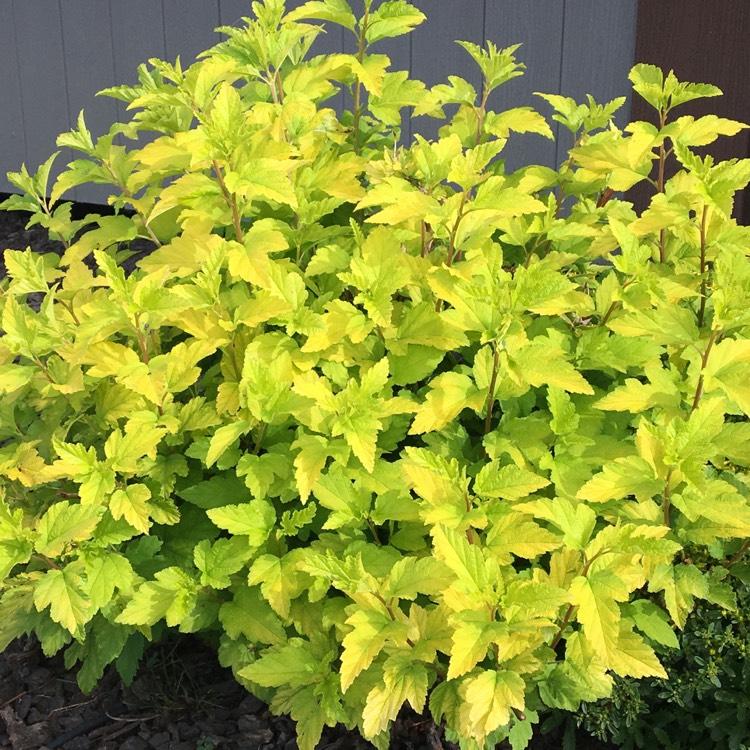 Physocarpus Opulifolius Lemon Candy - View 19 from www redcrocus com