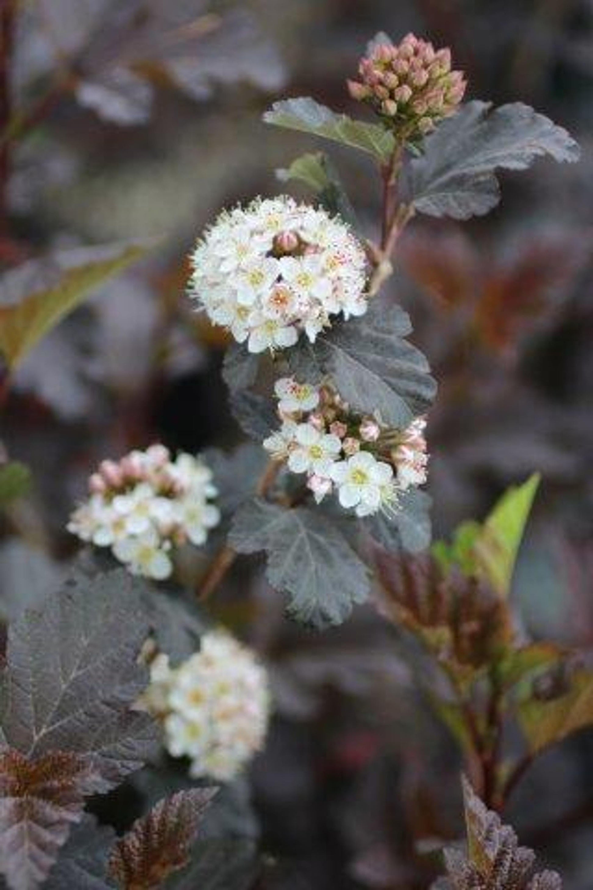Physocarpus Opulifolius Lemon Candy - View 1 from www redcrocus com
