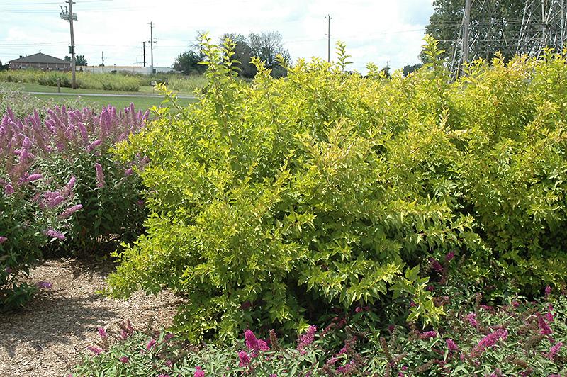 Physocarpus Opulifolius Lemon Candy - View 2 from www redcrocus com