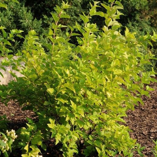Physocarpus Opulifolius Lemon Candy - View 3 from www redcrocus com