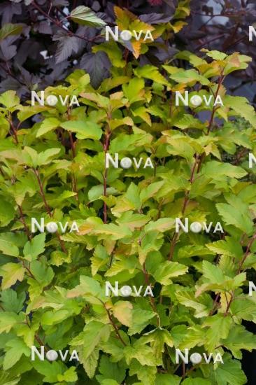 Physocarpus Opulifolius Lemon Candy - View 4 from www redcrocus com