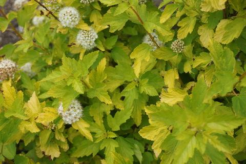 Physocarpus Opulifolius Lemon Candy - View 5 from www redcrocus com