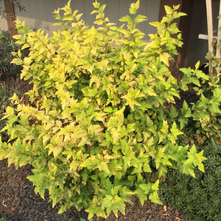 Physocarpus Opulifolius Lemon Candy - View 6 from www redcrocus com