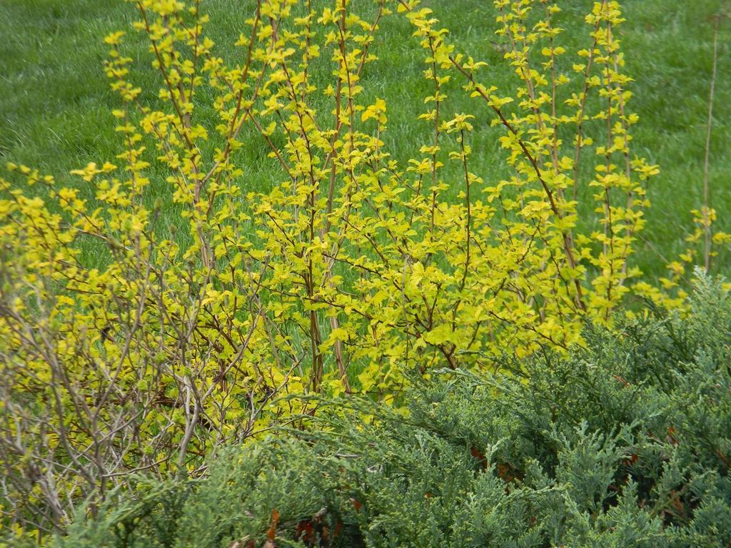 Physocarpus Opulifolius Lemon Candy - View 7 from www redcrocus com