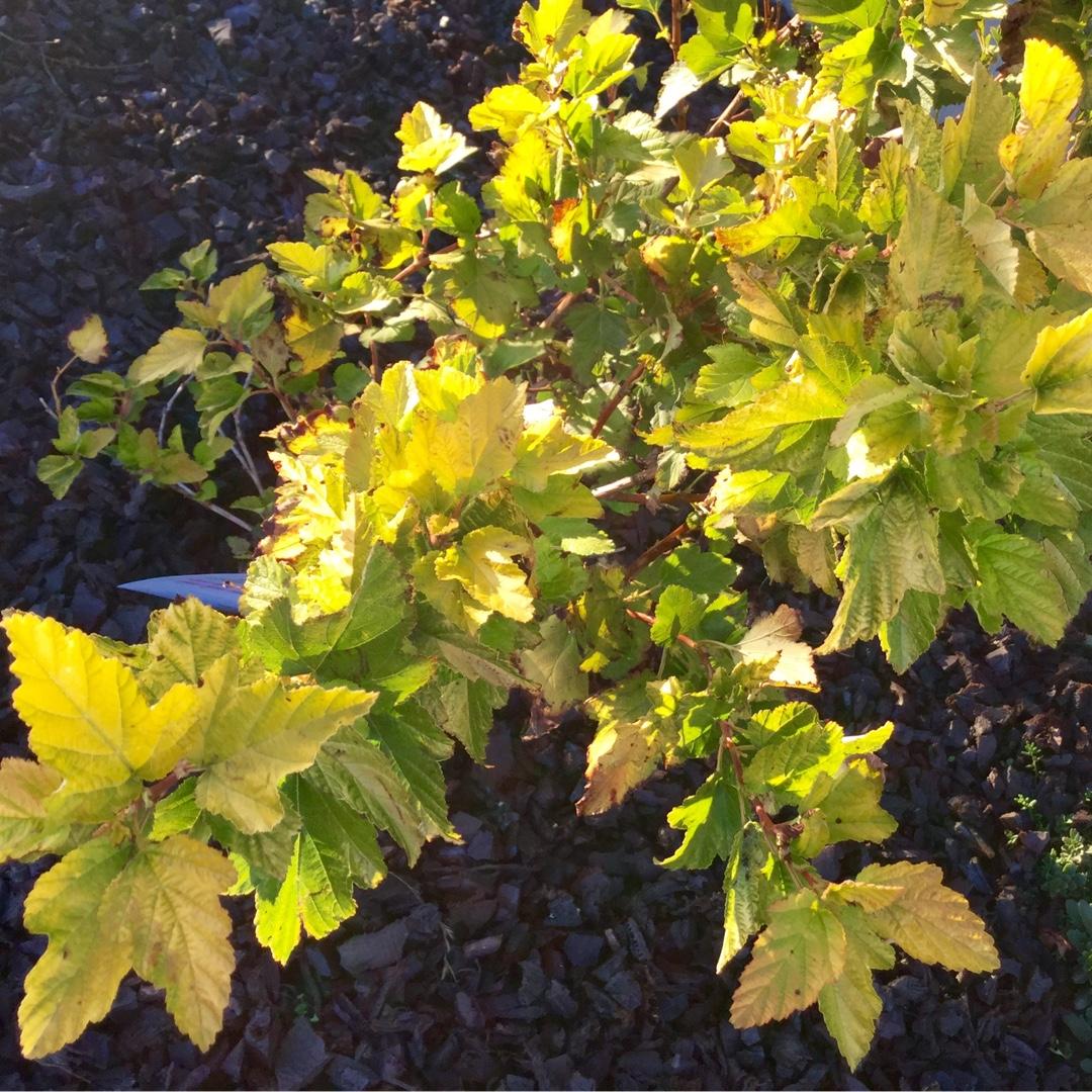 Physocarpus Opulifolius Lemon Candy - View 8 from www redcrocus com