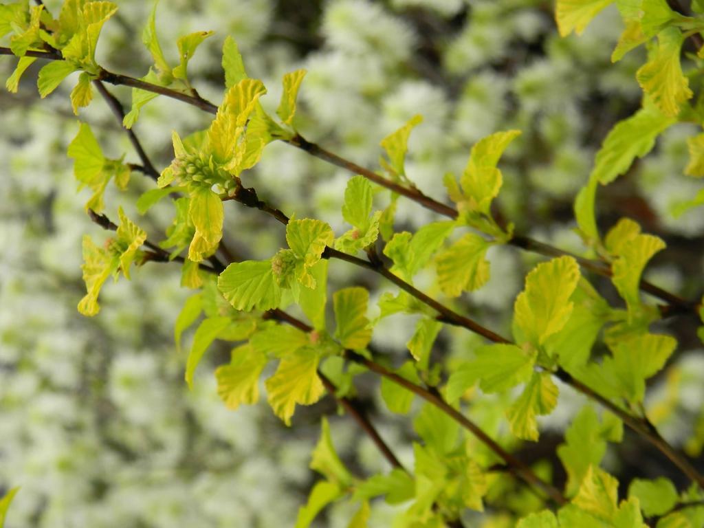 Physocarpus Opulifolius Lemon Candy - View 9 from www redcrocus com