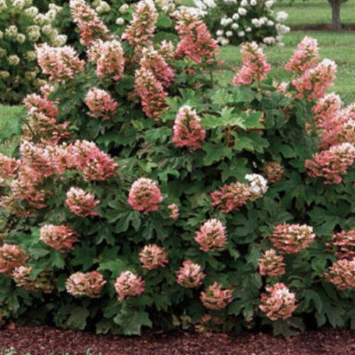 Hydrangea Quercifolia 'ruby Slippers' - View 17 from www redcrocus com