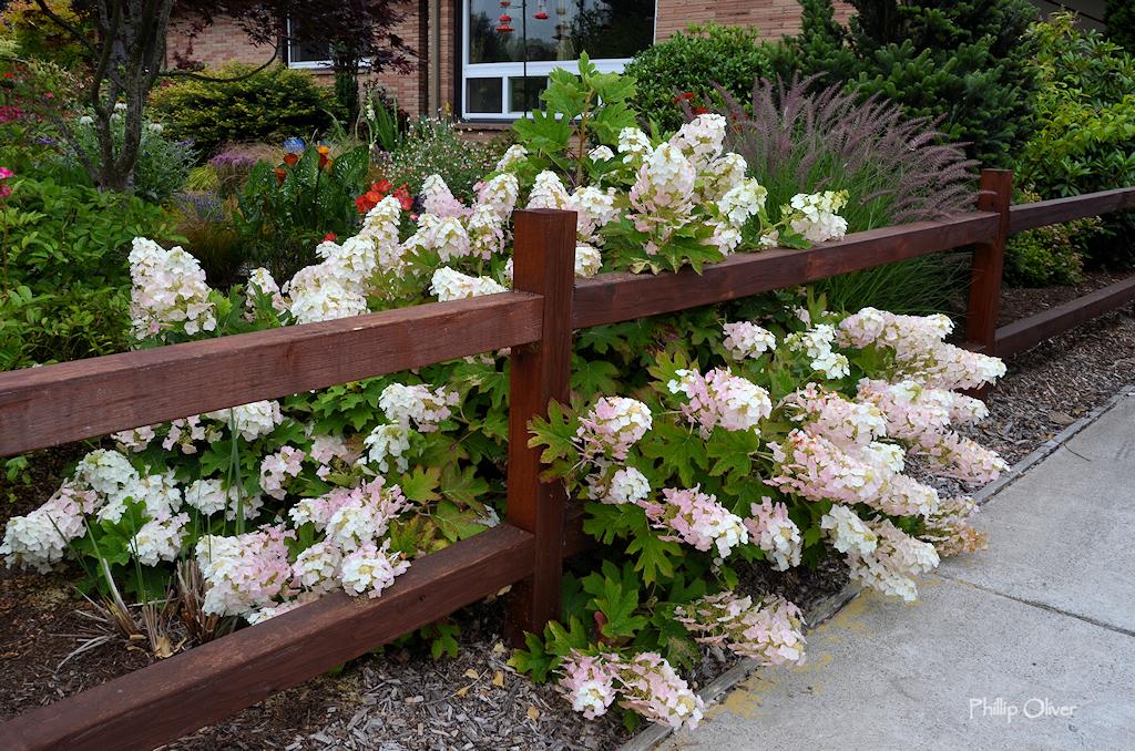 Hydrangea Quercifolia 'ruby Slippers' - View 18 from www redcrocus com