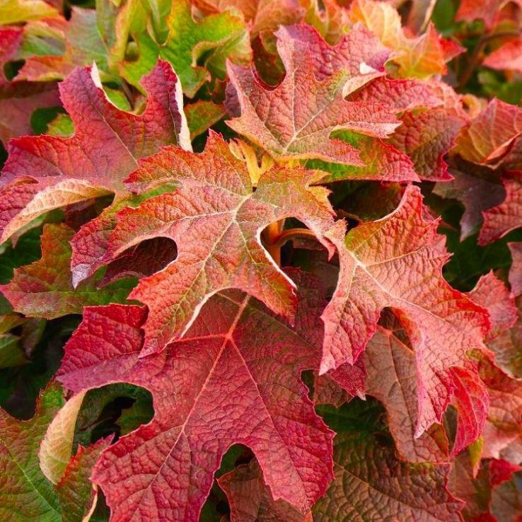 Hydrangea Quercifolia 'ruby Slippers' - View 28 from www redcrocus com
