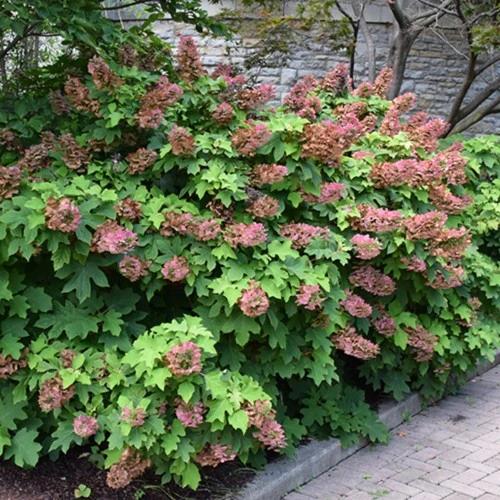 Hydrangea Quercifolia 'ruby Slippers' - View 33 from www redcrocus com
