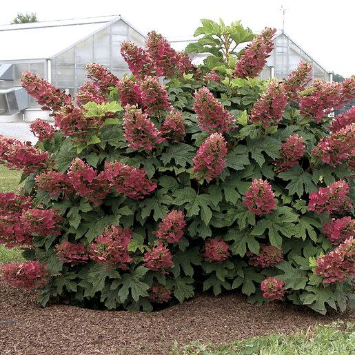 Hydrangea Quercifolia 'ruby Slippers' - View 36 from www redcrocus com