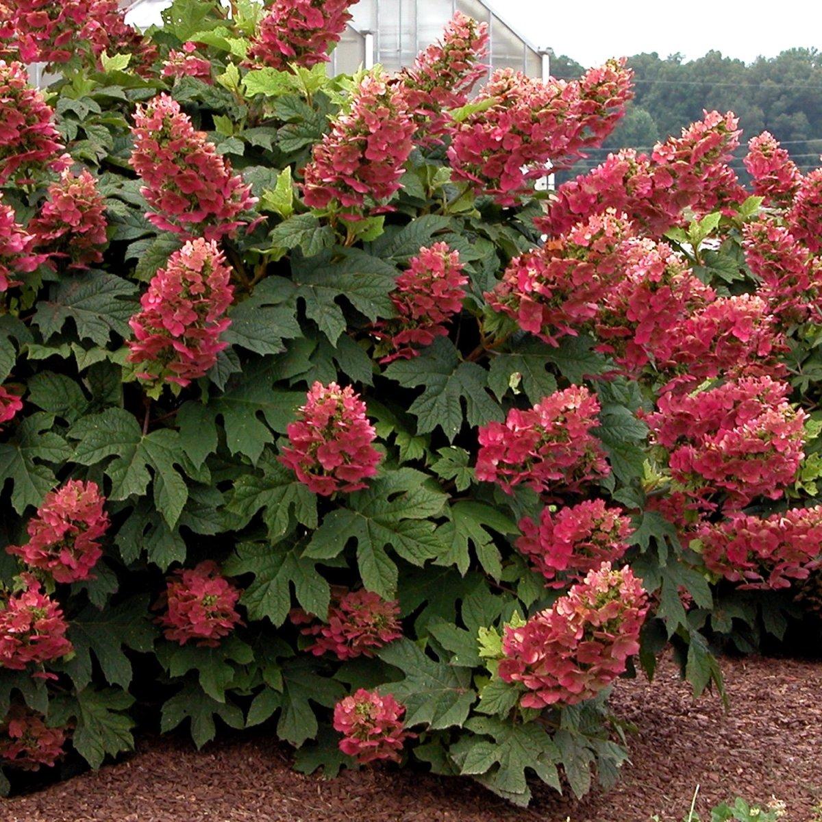 Hydrangea Quercifolia 'ruby Slippers' - View 39 from www redcrocus com