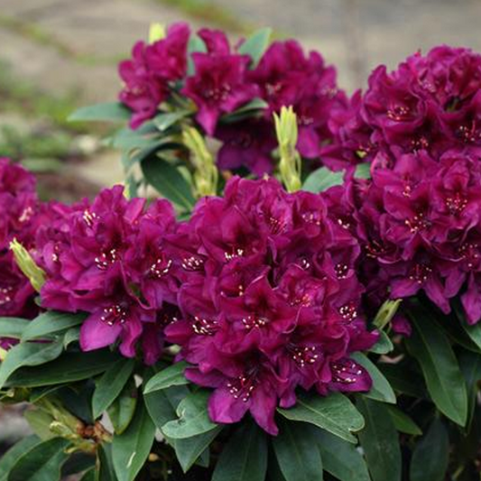Rhododendron 'polar Night' - View 1 from www redcrocus com