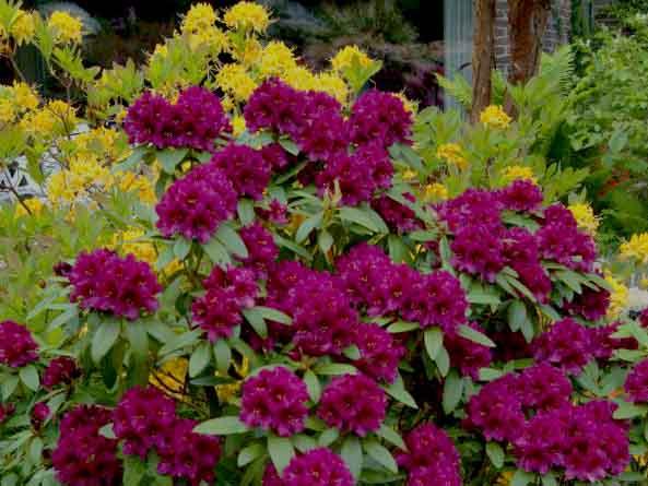 Rhododendron 'polar Night' - View 9 from www redcrocus com