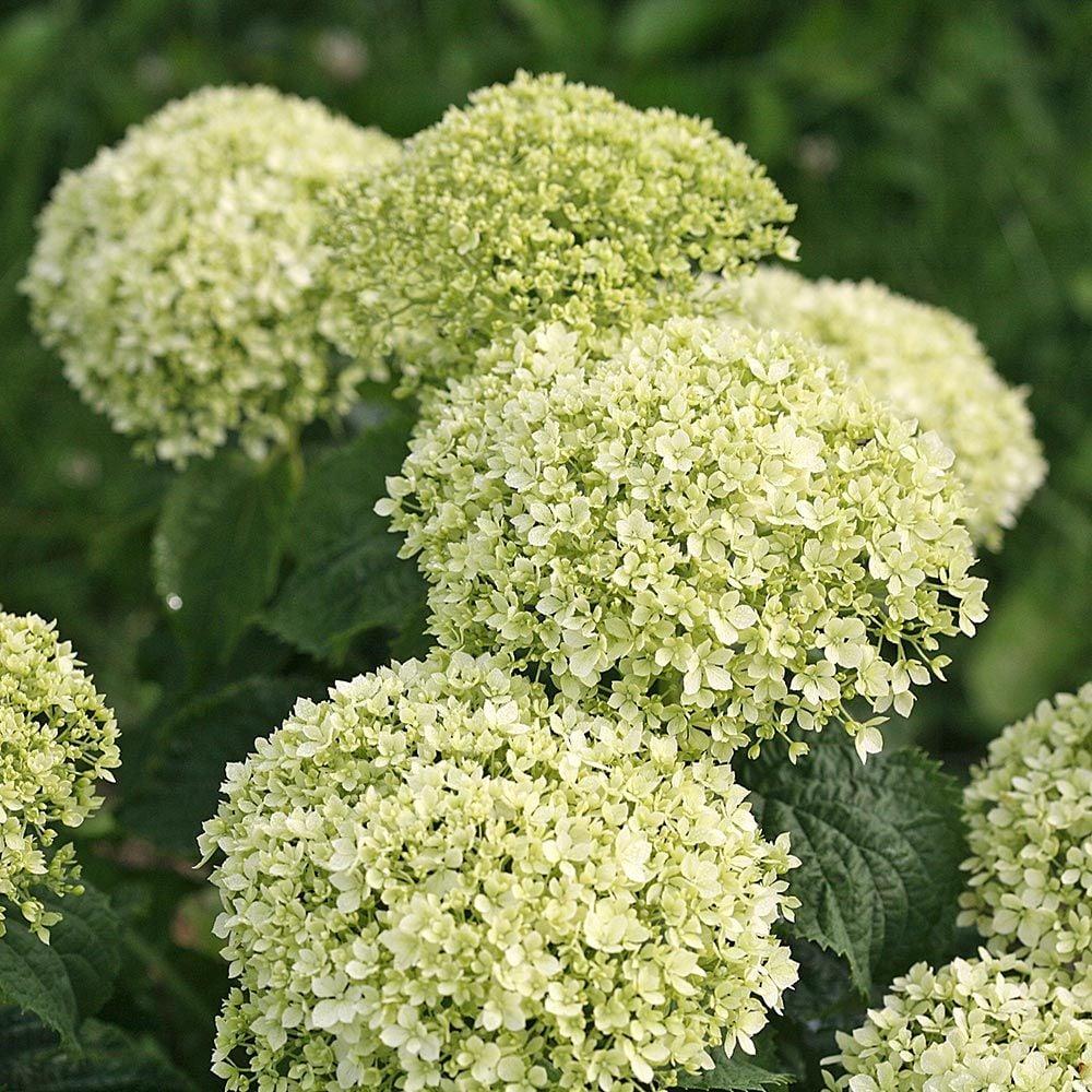 Hydrangea Arborescens 'limetta' - View 13 from www redcrocus com