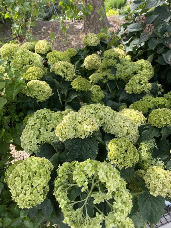 Hydrangea Arborescens 'limetta' - View 14 from www redcrocus com